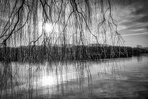 Treurwilg aan de Baldeneysee in tegenlicht in zwart-wit van Dieter Walther