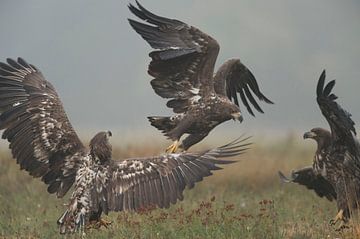 Seeadler ( Haliaeetus albicilla ), Kampf der Halbstarken, Jungadler bei einer heftigen Auseinanderse von wunderbare Erde