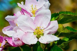 Soft pink apple blossoms in spring