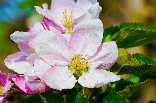 Zachtroze appelbloesems in de lente