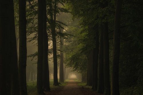 Prachtige bomen op Landgoed Soelen