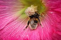 A pollinating bumblebee