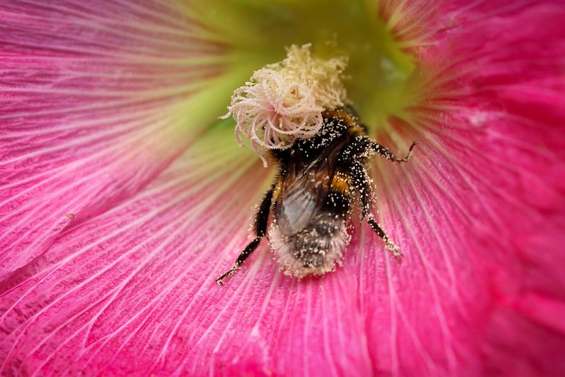 A pollinating bumblebee by Sharon Dijkhuizen
