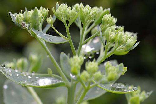 Hemelsleutel met Regendruppels