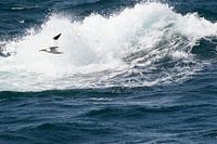 Basstölpel, zwischen den Wellen