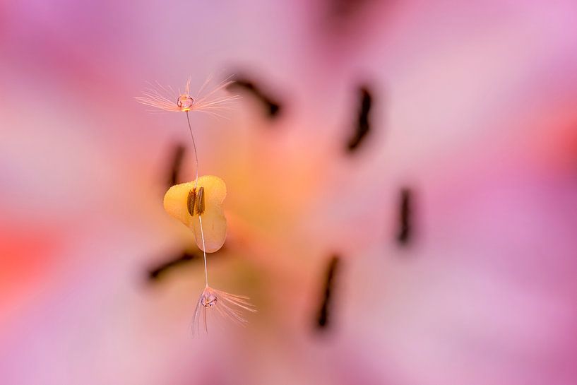 Water drops on dandelion seeds sticking to a dahlia by Horst Husheer