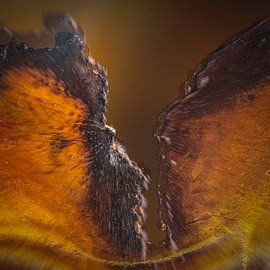 what do you see? by Peter Smeekens