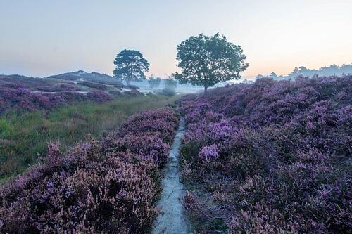 Zonsopkomst bosmeertje Heidestein Zeist Driebergen