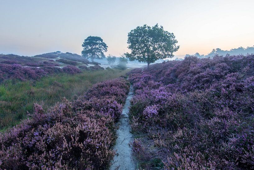 Sunrise forest lake Heidestein Zeist Driebergen by Peter Haastrecht, van
