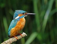Eisvogel.