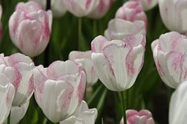 tulp by Remko van der Hoek- Zijdemans