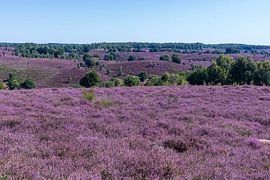 Die lila Heide auf dem Posbank von Merijn Loch