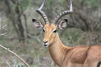 Impala