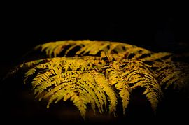 Light fern by Anne Schwedat