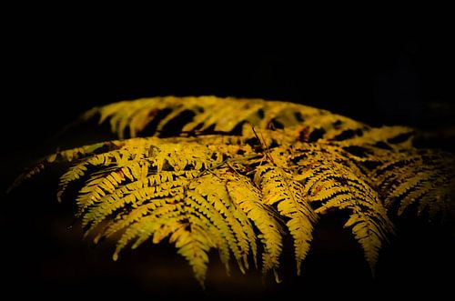 Light fern