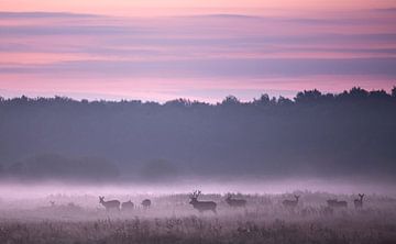 Red deer by Bob Luijks