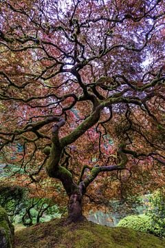 Japanese Maple Tree, Mike Centioli by 1x