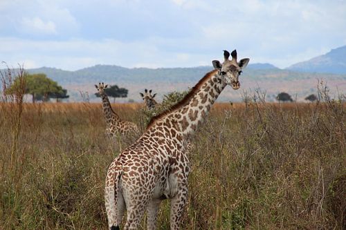 Spot the Giraffes van Anouk van Schip - Global Adventures