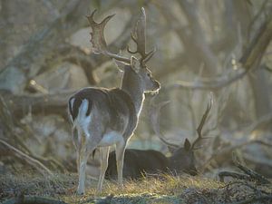 Damhirsch im Naturschutzgebiet von Dirk van Egmond