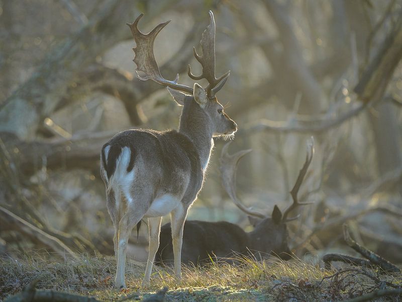Fallow deer in nature reserve by Dirk van Egmond