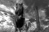 Dark Horse van Dick Hooijschuur thumbnail