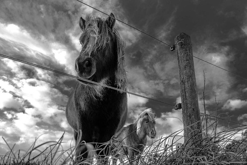 Dark Horse van Dick Hooijschuur