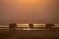 Olifanten bij zonsondergang van Andius Teijgeler thumbnail