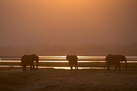 Olifanten bij zonsondergang