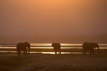 Elefanten bei Sonnenuntergang von Andius Teijgeler