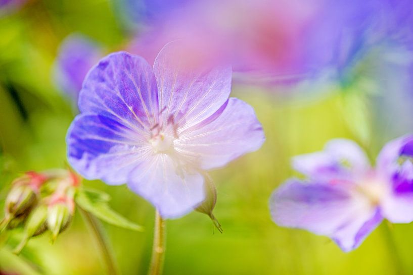 violette Storchlilie in meinem Garten von Hanneke Luit