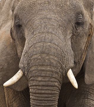 Look into the soul of an elephant and discover your own... van anja voorn