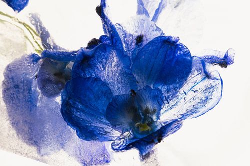 Delphinium dans la glace 2