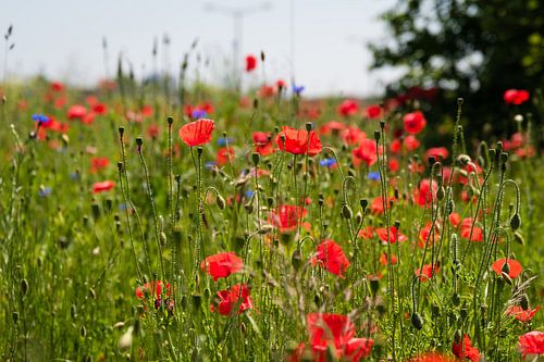 De Nederlandse klaprozen