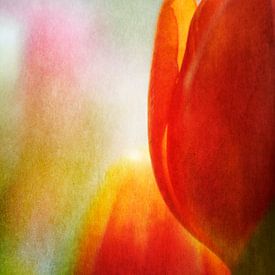 Tulpenblüten Orange von Petra Dreiling-Schewe