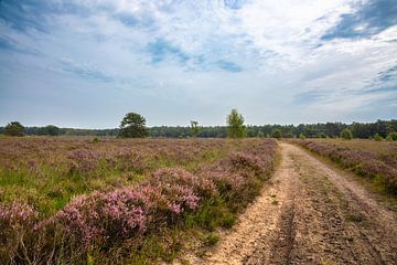 Tussen Heide en Hemel van Artist Impression of Nature
