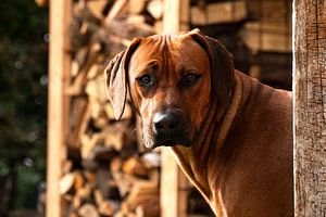 Rhodesian Ridgeback Leo van Christine Bässler