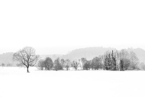 Panorama winterlandschap met sneeuw in zwart-wit