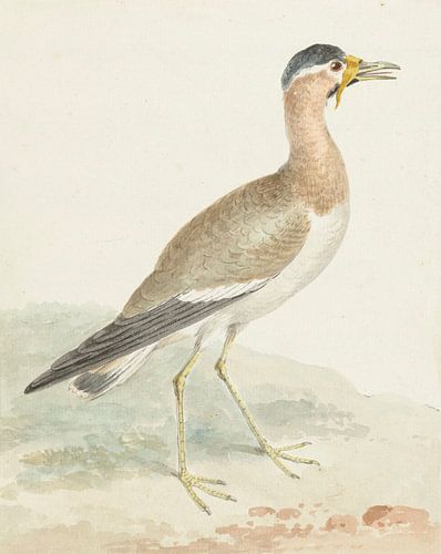 Een Geelgekleurde Kievit, Aert Schouman