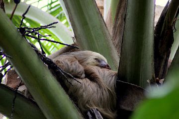 Sloth during a long break by Steph auf Tour