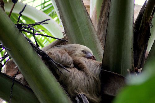 Paresseux lors d'une pause prolongée
