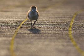 Bébé oie du Nil sur Remco Van Daalen