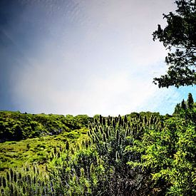 Natuur op TENERIFE    prachtige wildgroei  in helder blauwe lucht von Willy Van de Wiele