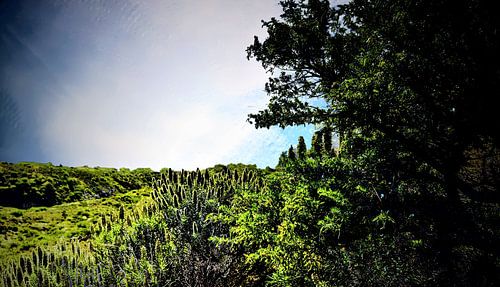 Natuur op TENERIFE    prachtige wildgroei  in helder blauwe lucht