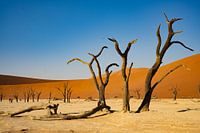Sossusvlei Sanddünen in der Wüste Namibias