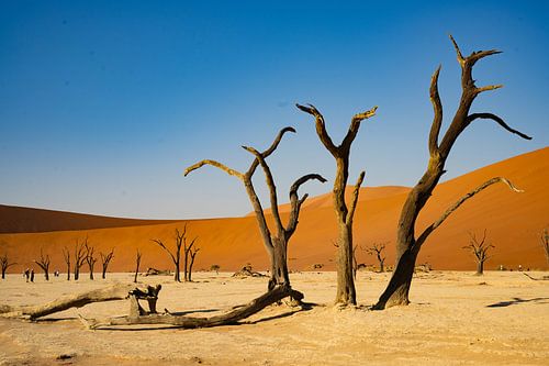 Sossusvlei sand dunes in Namibia's desert