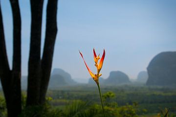 Thai Flower by Rob van der Wal