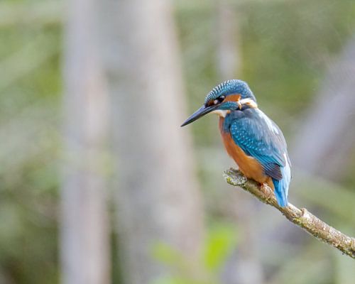 A kingfisher waits for the right moment.