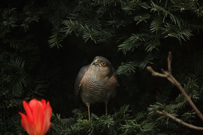 Sparrowhawk in yew by Erwin Teijgeler
