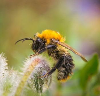 hommel