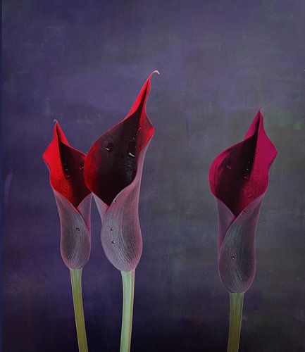 Twilight van Lucy Besson